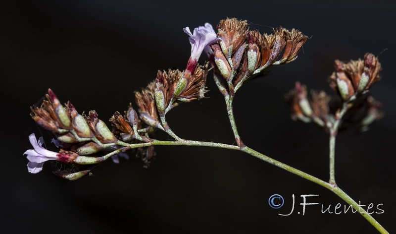 Limonium estevei.17