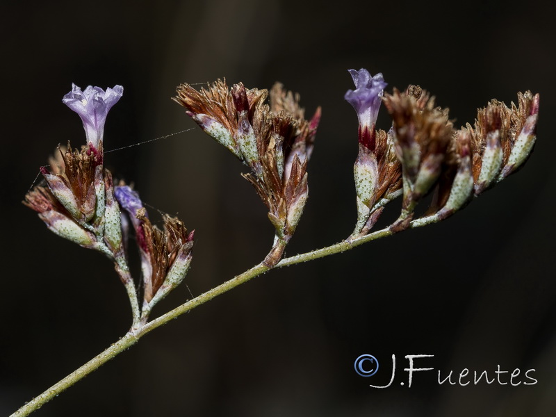 Limonium estevei.19