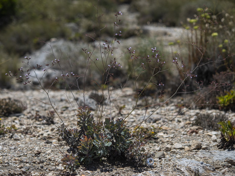 Limonium estevei.11