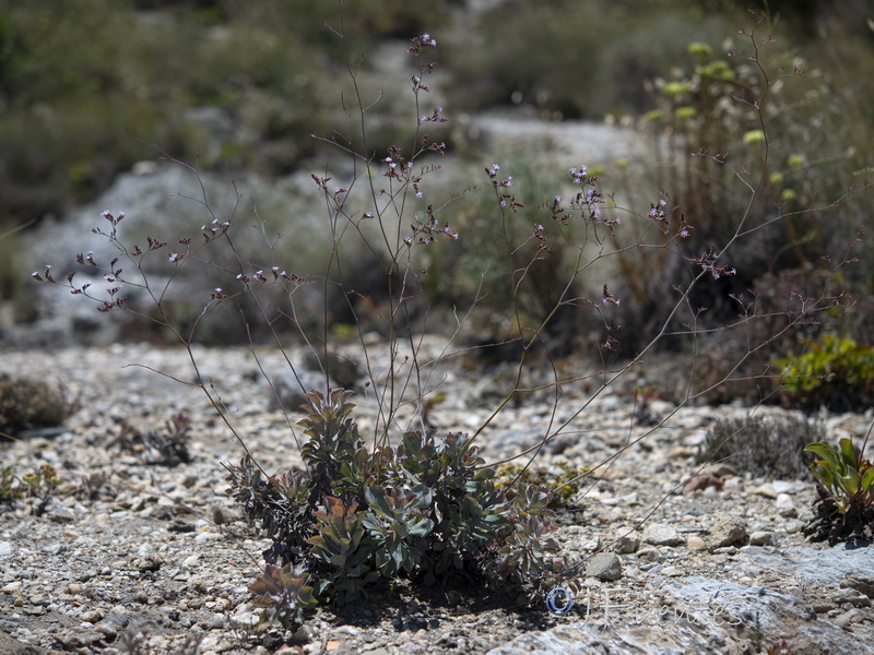 Limonium estevei.23
