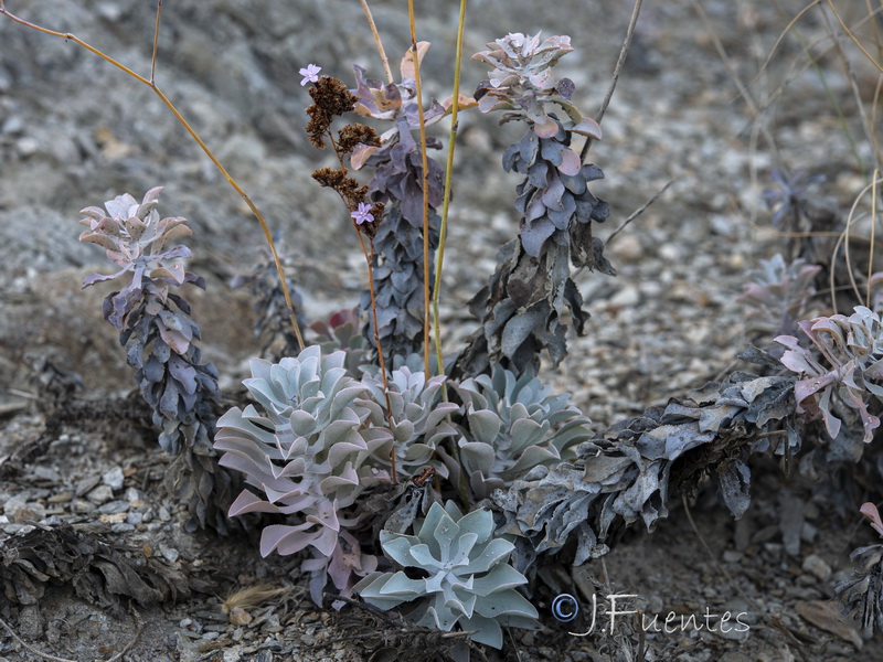 Limonium estevei.16