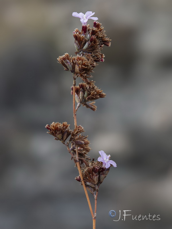 Limonium estevei.30