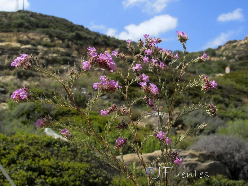 Limonium ferulaceum.01