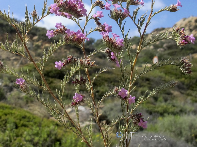 Limonium ferulaceum.02