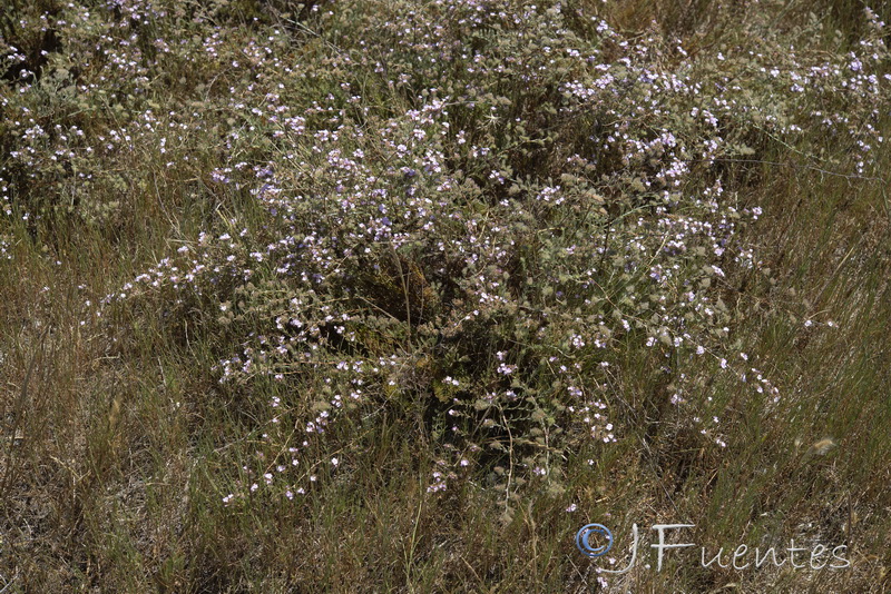 Myriolimon ferulaceum.06