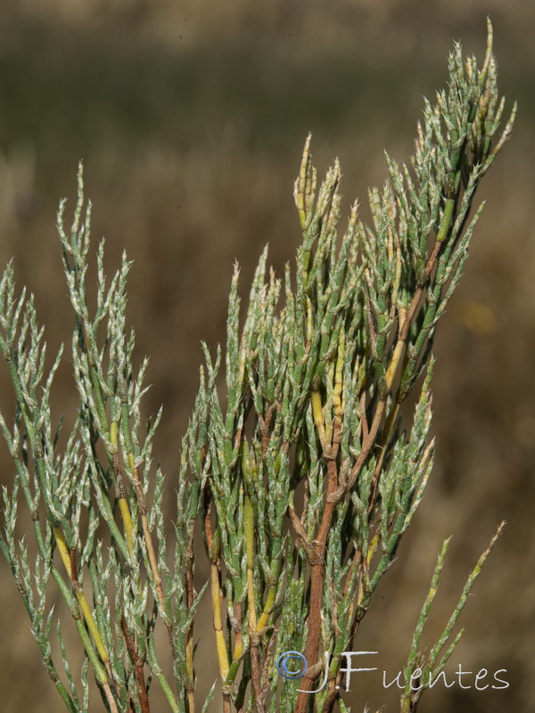 Myriolimon ferulaceum.07