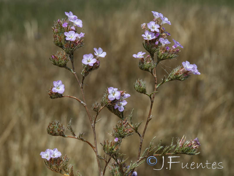 Myriolimon ferulaceum.10