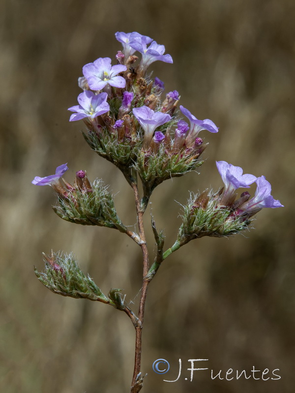 Limonium ferulaceum.03