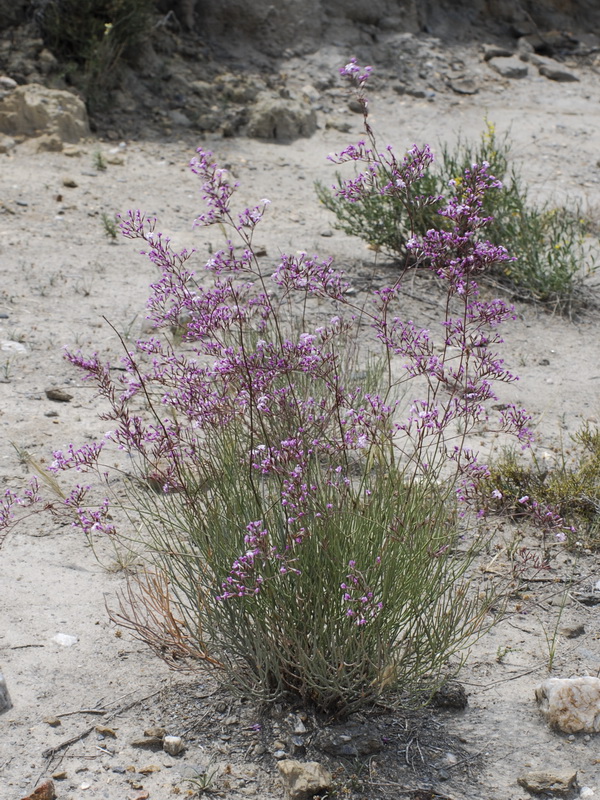 Limonium insigne.01