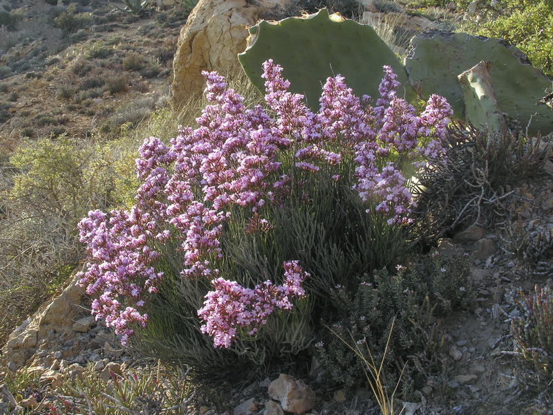 Limonium insigne.03