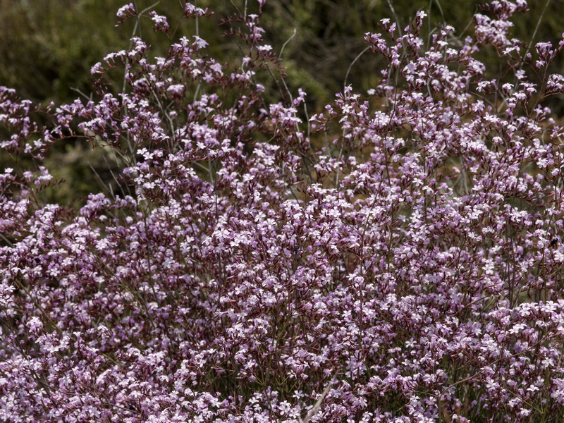 Limonium insigne.15