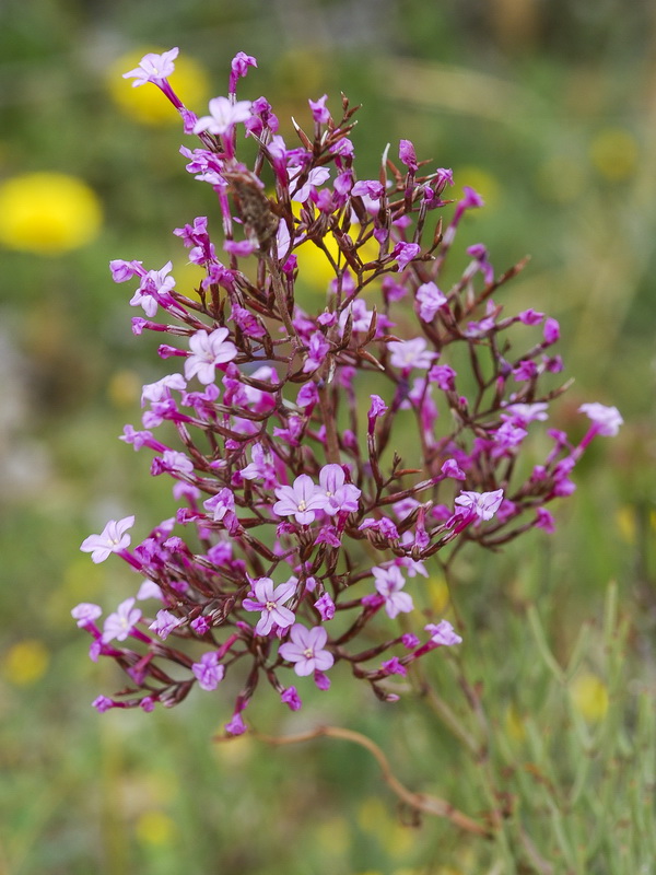 Limonium insigne.20