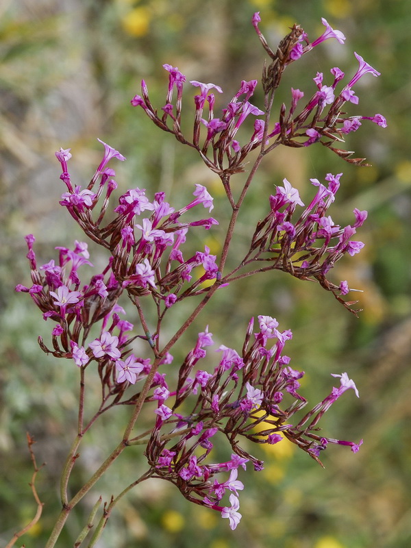 Limonium insigne.21