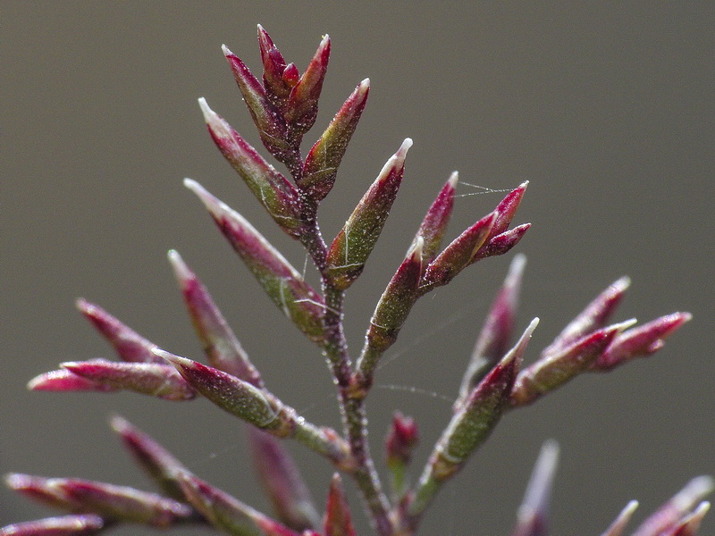 Limonium insigne.22