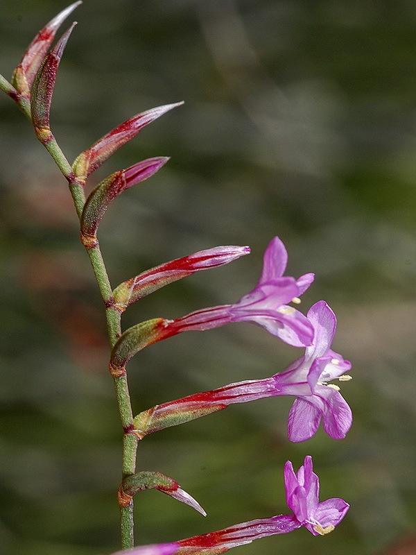 Limonium insigne.23