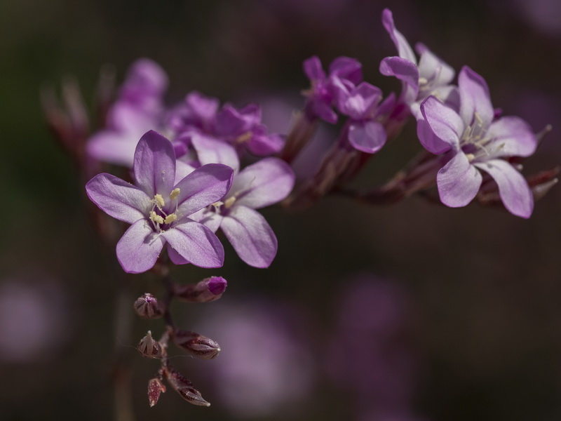 Limonium insigne.25