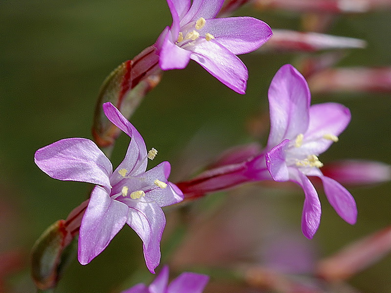 Limonium insigne.29