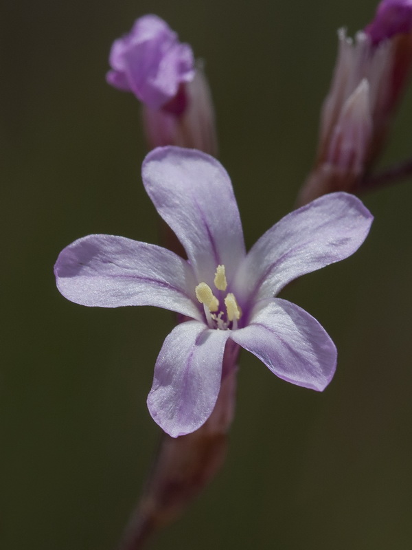 Limonium insigne.30