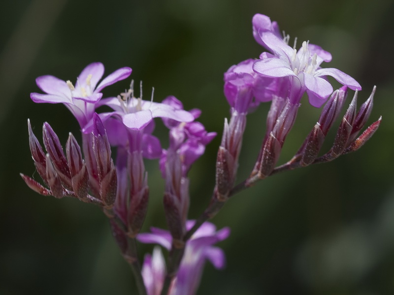 Limonium insigne.31