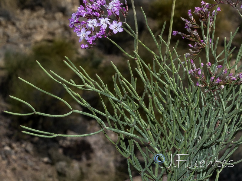 Limonium insigne.38