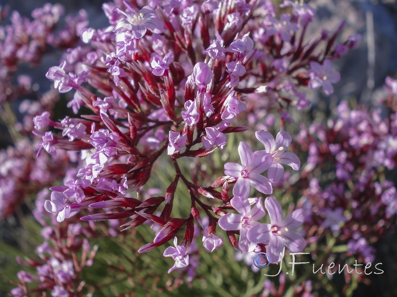 Limonium insigne.39