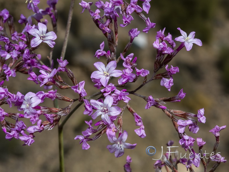 Limonium insigne.41