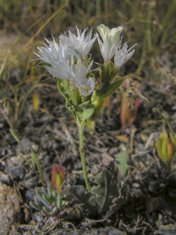 Limonium lobatum.05