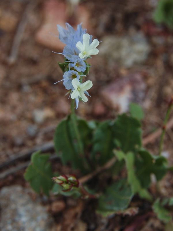 Limonium lobatum.06