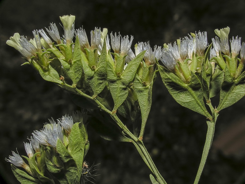 Limonium lobatum.13