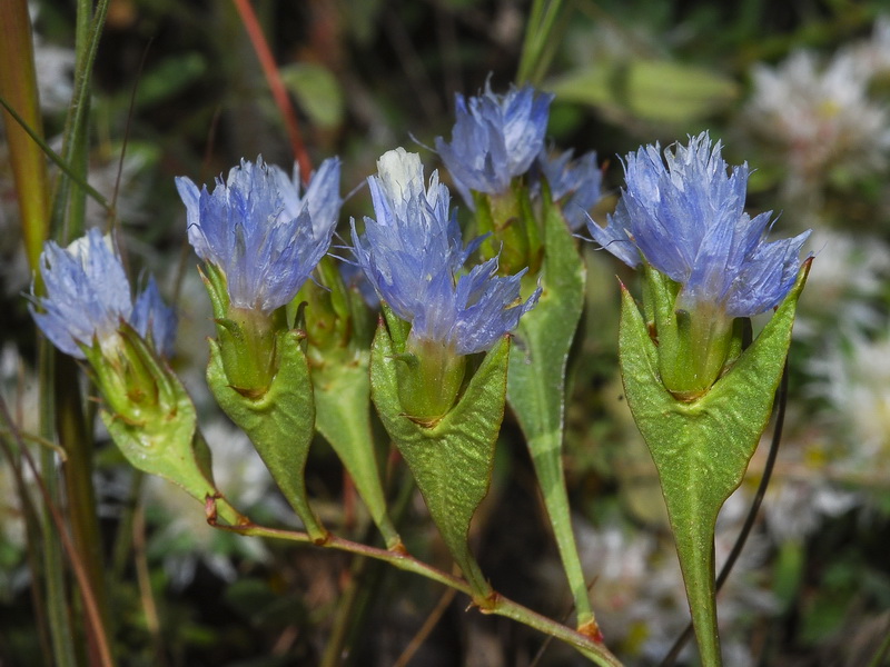 Limonium lobatum.14