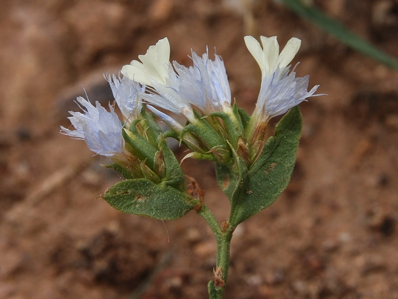 Limonium lobatum.15