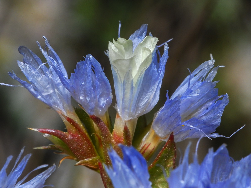 Limonium lobatum.18
