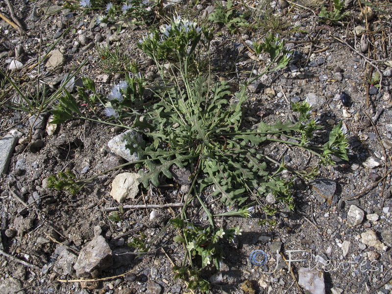 Limonium lobatum.19