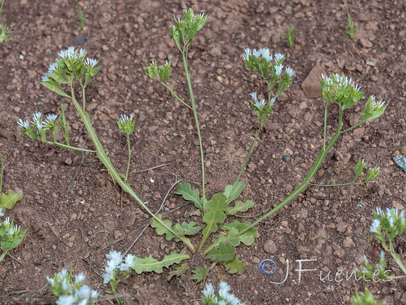 Limonium lobatum.20