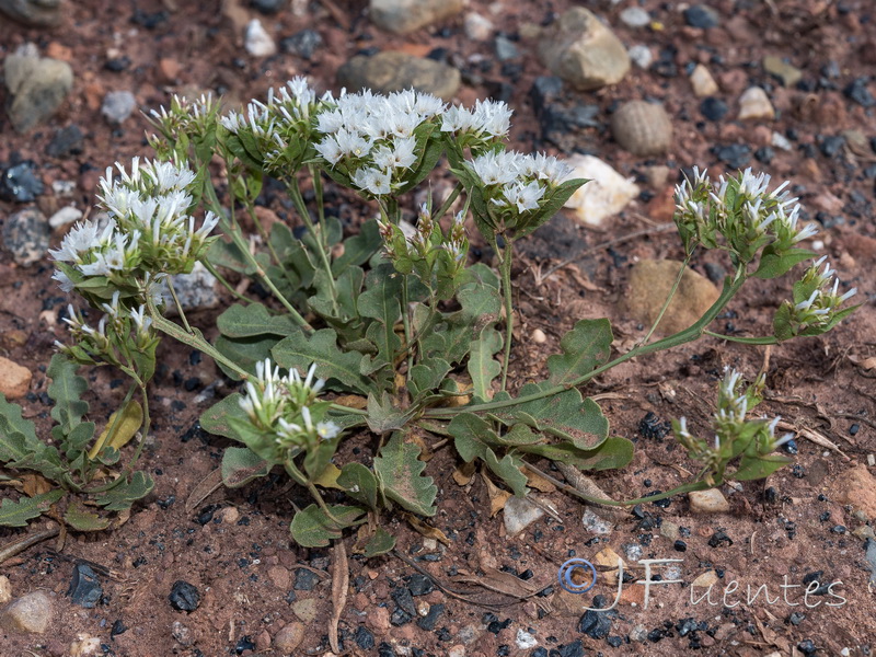 Limonium lobatum.21