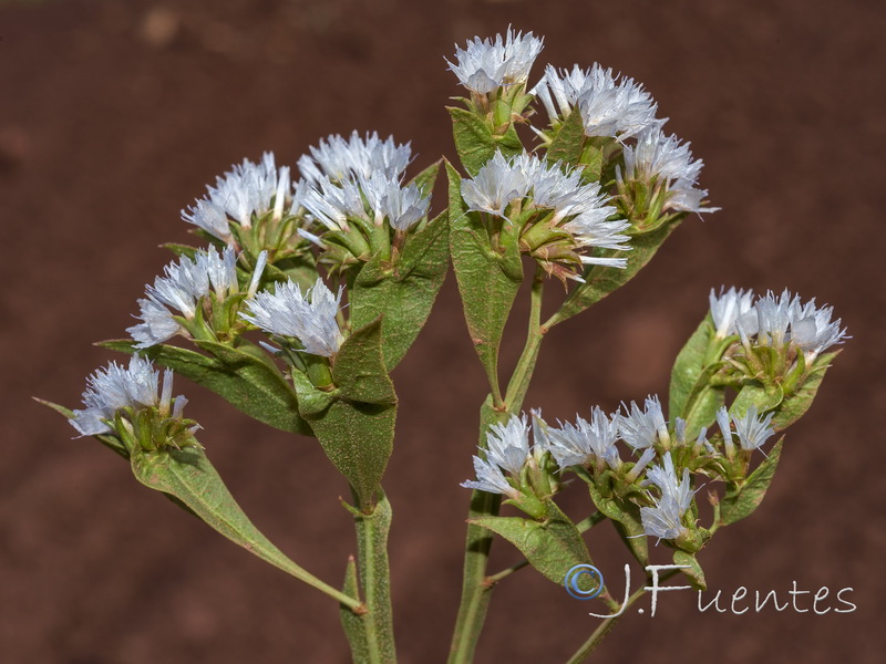 Limonium lobatum.23