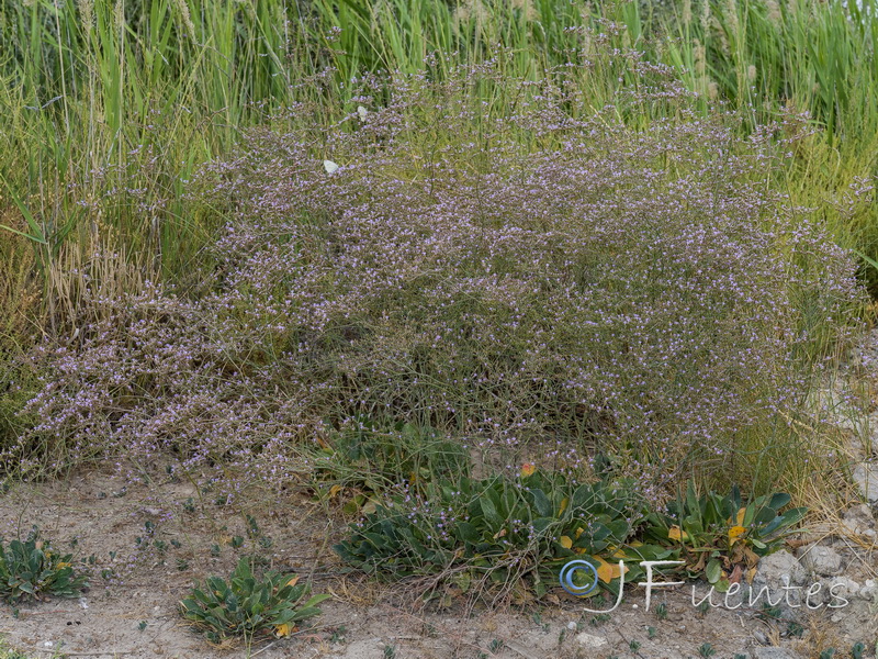 Limonium majus.03