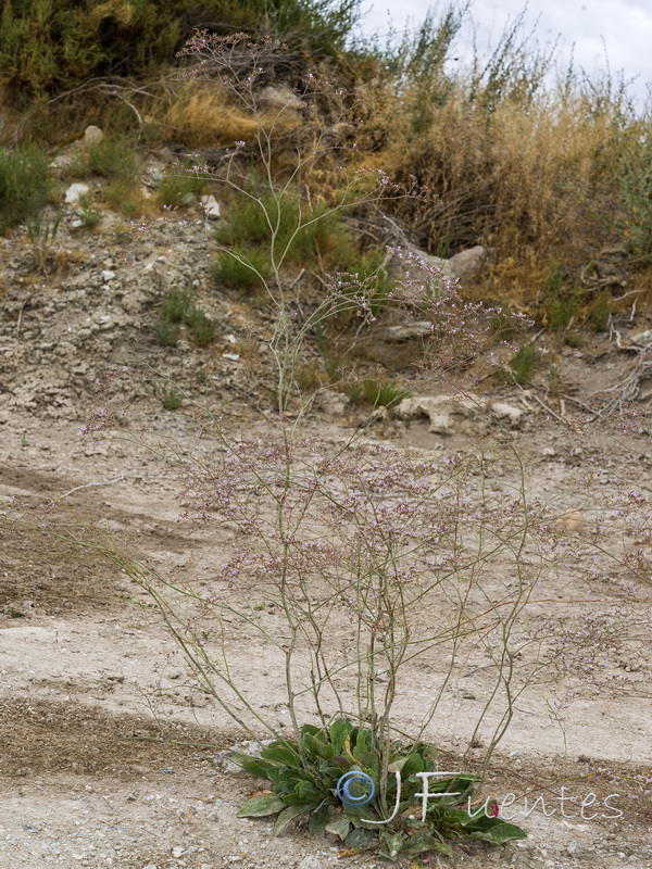 Limonium majus.06