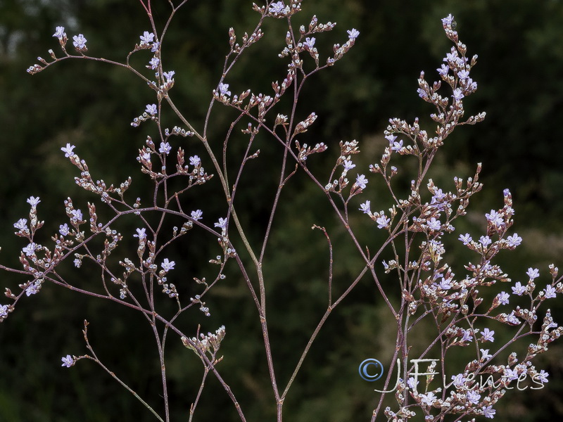 Limonium majus.09