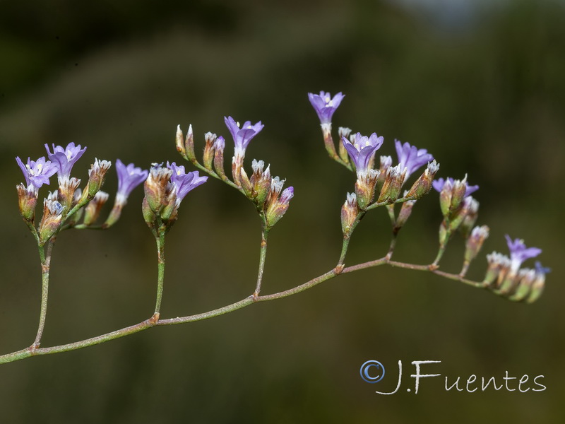 Limonium majus.10