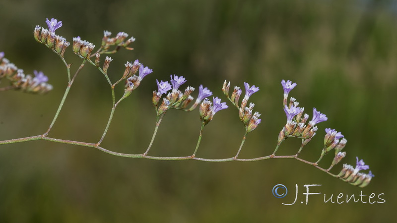 Limonium majus.11