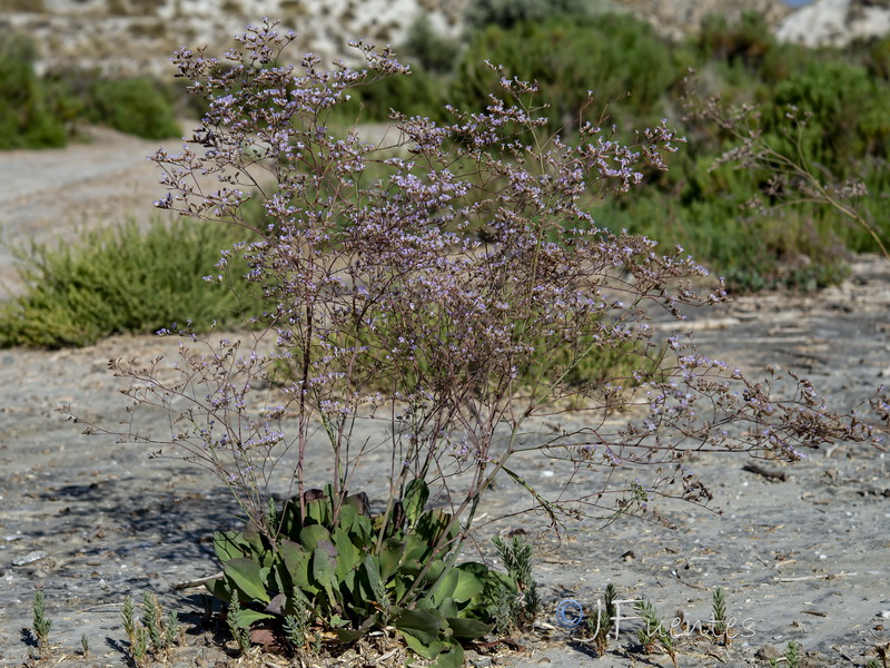 Limonium majus.12