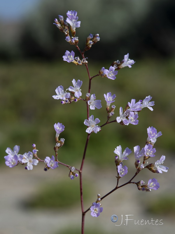 Limonium majus.13