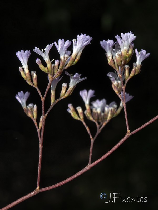 Limonium majus.15
