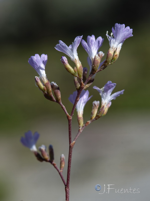 Limonium majus.16