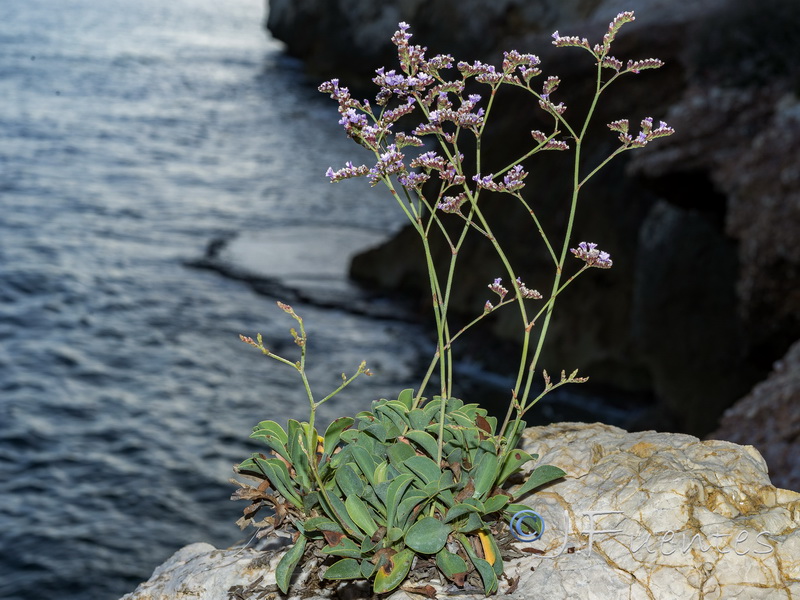 Limonium malacitanum.05