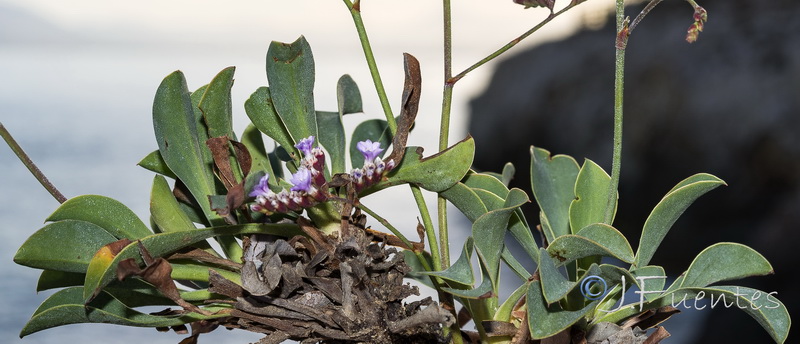 Limonium malacitanum.10