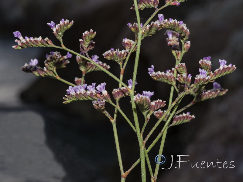 Limonium malacitanum.13