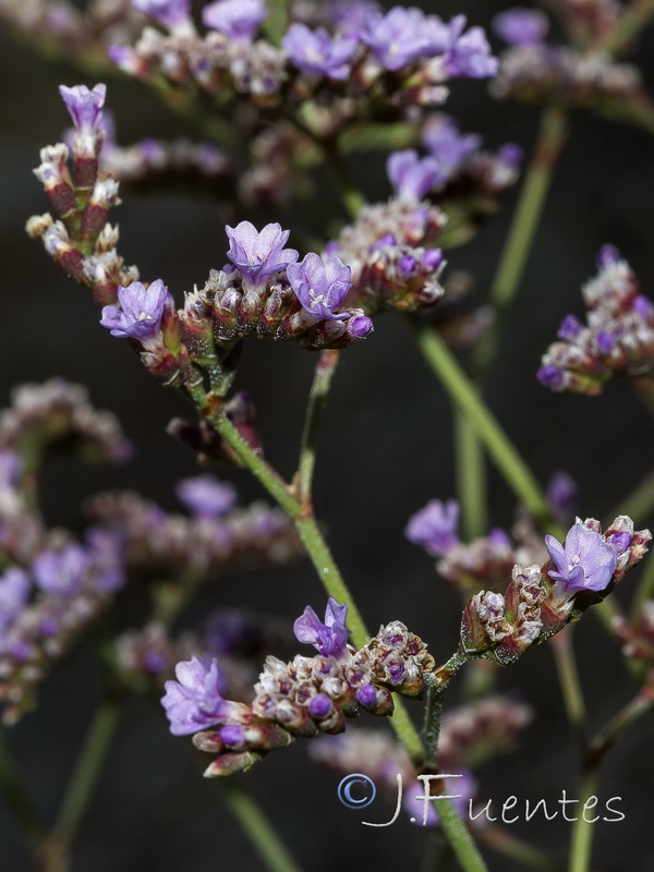 Limonium malacitanum.15