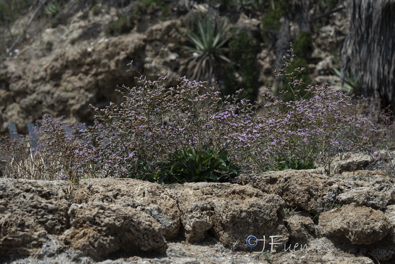 Limonium malacitanum.20